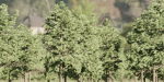 Conifer trees collection vol 130-Blender