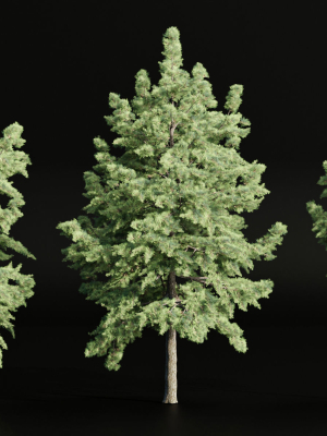 conifer trees collection vol 86-Blender