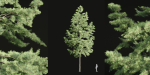 conifer trees collection vol 86-Blender