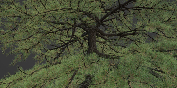 conifer trees collection vol 86-Blender