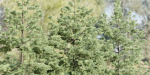 conifer trees collection vol 86-Blender