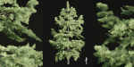 conifer trees collection vol 86-Blender