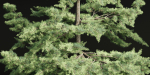 conifer trees collection vol 86-Blender