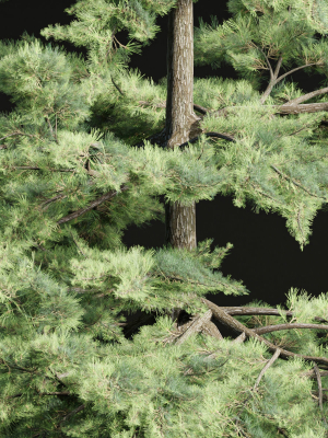 conifer-trees-collection-vol-86-blender-3d-model-b7eb3b7806