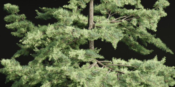 conifer trees collection vol 86-Blender