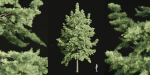 conifer trees collection vol 86-Blender