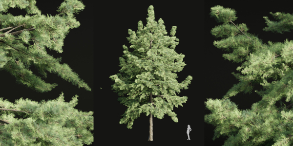 conifer trees collection vol 86-Blender