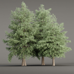 Conifer trees vol 78