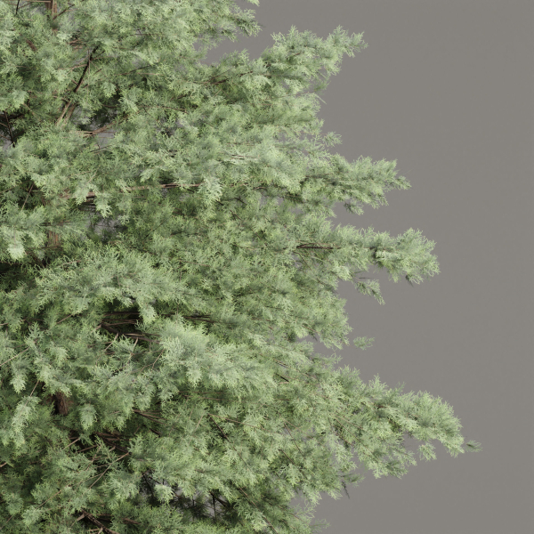 Conifer trees vol 78
