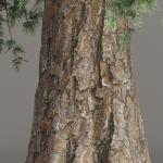 Conifer trees vol 78