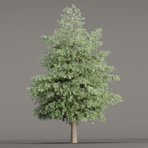 Conifer trees vol 78