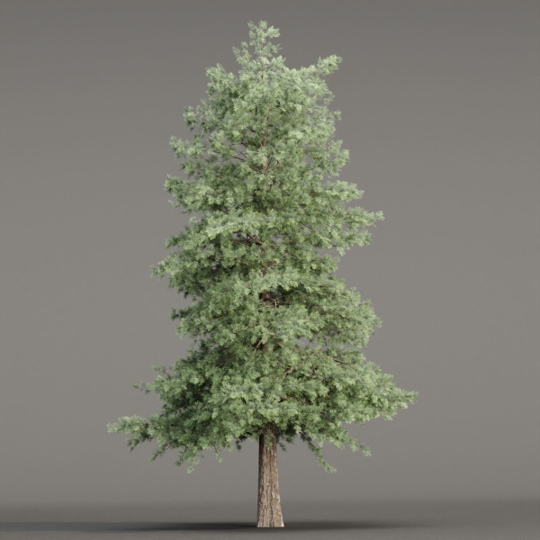 Conifer trees vol 78-Blender