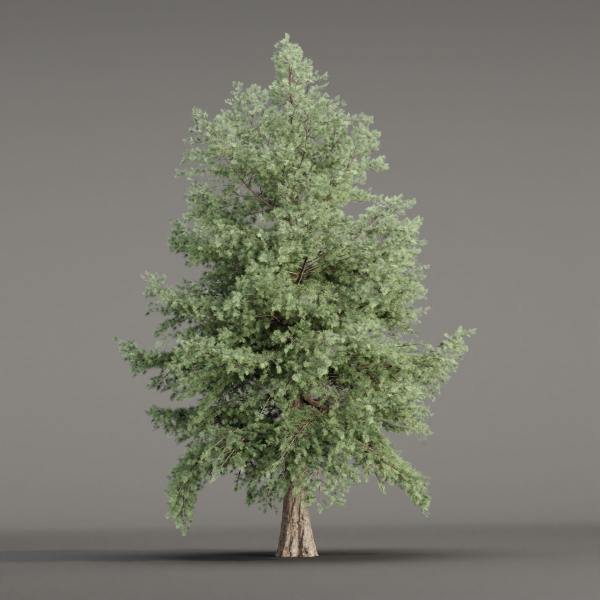 Conifer trees vol 78-Blender
