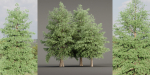 Conifer trees vol 78-Blender