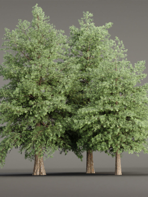 conifer-trees-vol-78-blender-3d-model-cef3c30c81