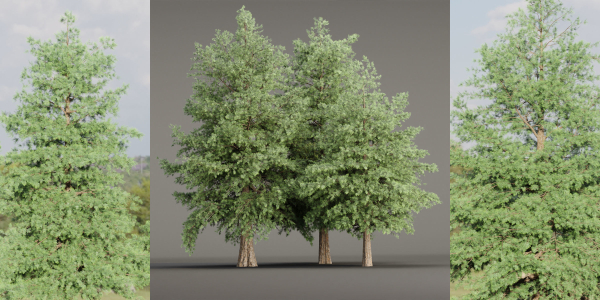 Conifer trees vol 78-Blender