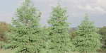 Conifer trees vol 78-Blender