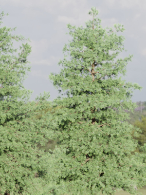 Conifer trees vol 78-Blender