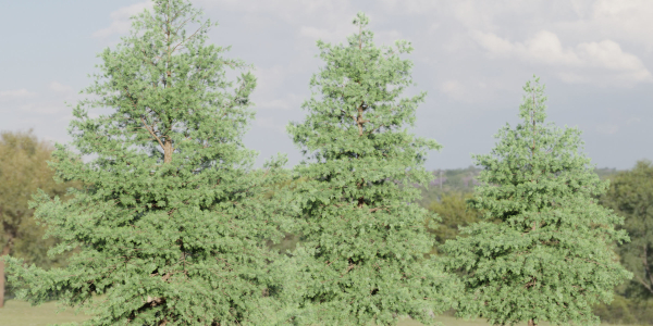 Conifer trees vol 78-Blender