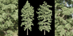 conifer trees vol 92-Blender