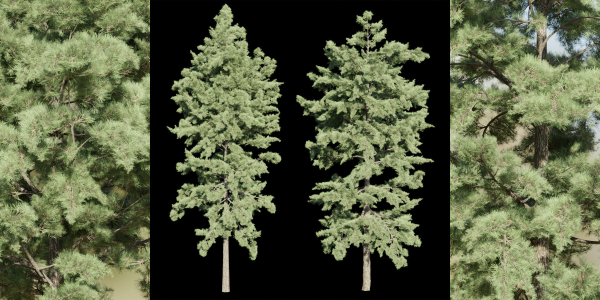 conifer trees vol 92-Blender