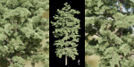 conifer trees vol 92-Blender