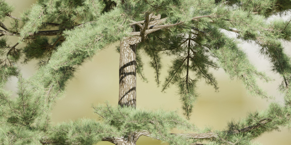 conifer trees vol 92-Blender