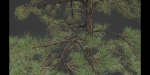 conifer trees vol 92-Blender