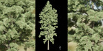conifer trees vol 92-Blender