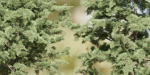 conifer trees vol 92-Blender