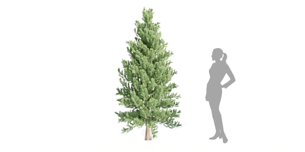coniferous pine collection vol 2-Blender