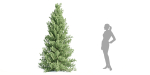 coniferous pine collection vol 2-Blender