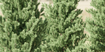 coniferous pine collection vol 2-Blender