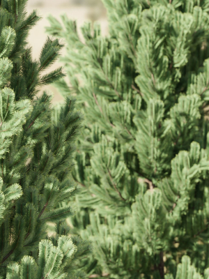 coniferous-pine-collection-vol-2-blender-3d-model-6ac9dfa27a