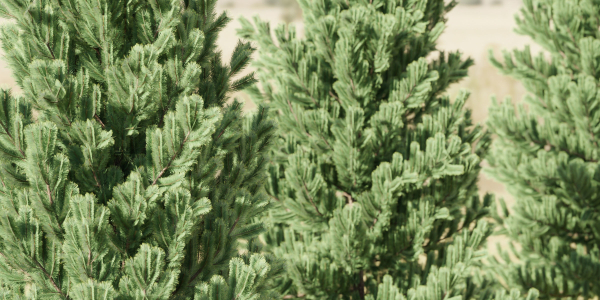 coniferous pine collection vol 2-Blender