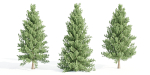 coniferous pine collection vol 2-Blender