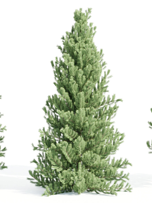 coniferous pine collection vol 2-Blender