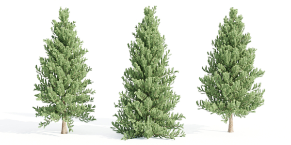 coniferous pine collection vol 2-Blender