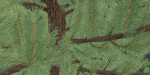 coniferous pine collection vol 2-Blender