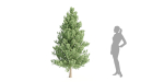 coniferous pine collection vol 2-Blender