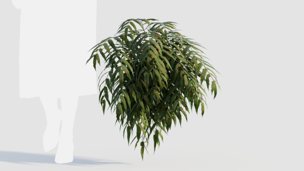 Coniogramme japonica a