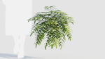 Coniogramme japonica a