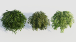 Coniogramme japonica a