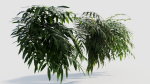 Coniogramme japonica a