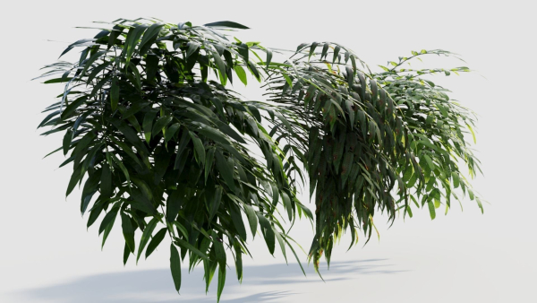 Coniogramme japonica a