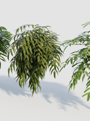 coniogramme-japonica-a-3d-model-580b54f2cd