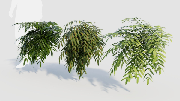 Coniogramme japonica a