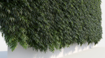 Coniogramme japonica a