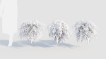 Coniogramme japonica a