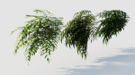 Coniogramme japonica a